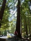 Grote bomen