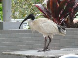 Ibis