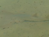 Shuffle nose shark