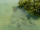 Stingray on the move