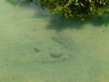 Stingray