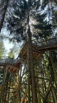 Baumkronenweg_16