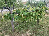 Bosna_3