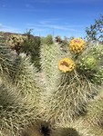Cactusflower