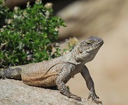 varaan