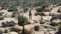 Joshua Tree Park