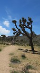 Joshua Tree