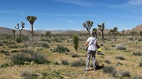 Joshua Tree Park