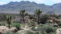 Joshua Tree Park