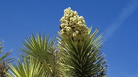 Joshua Tree Flowers