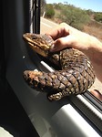 lazy lizzard