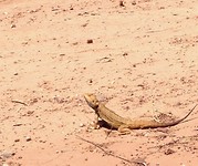 lizzard