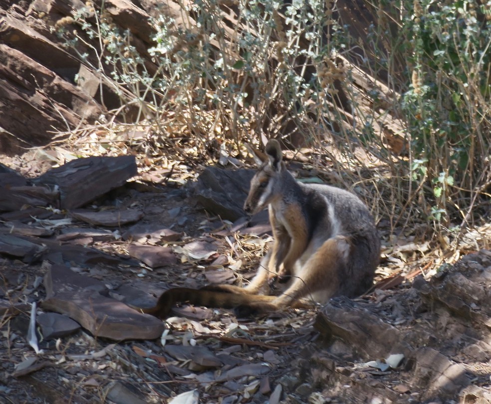 yellow foot rock kangaroo
