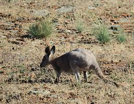 kangaroo