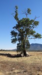 famous tree