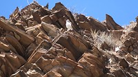 eagle