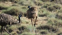 emus