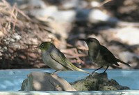bij vogelbad