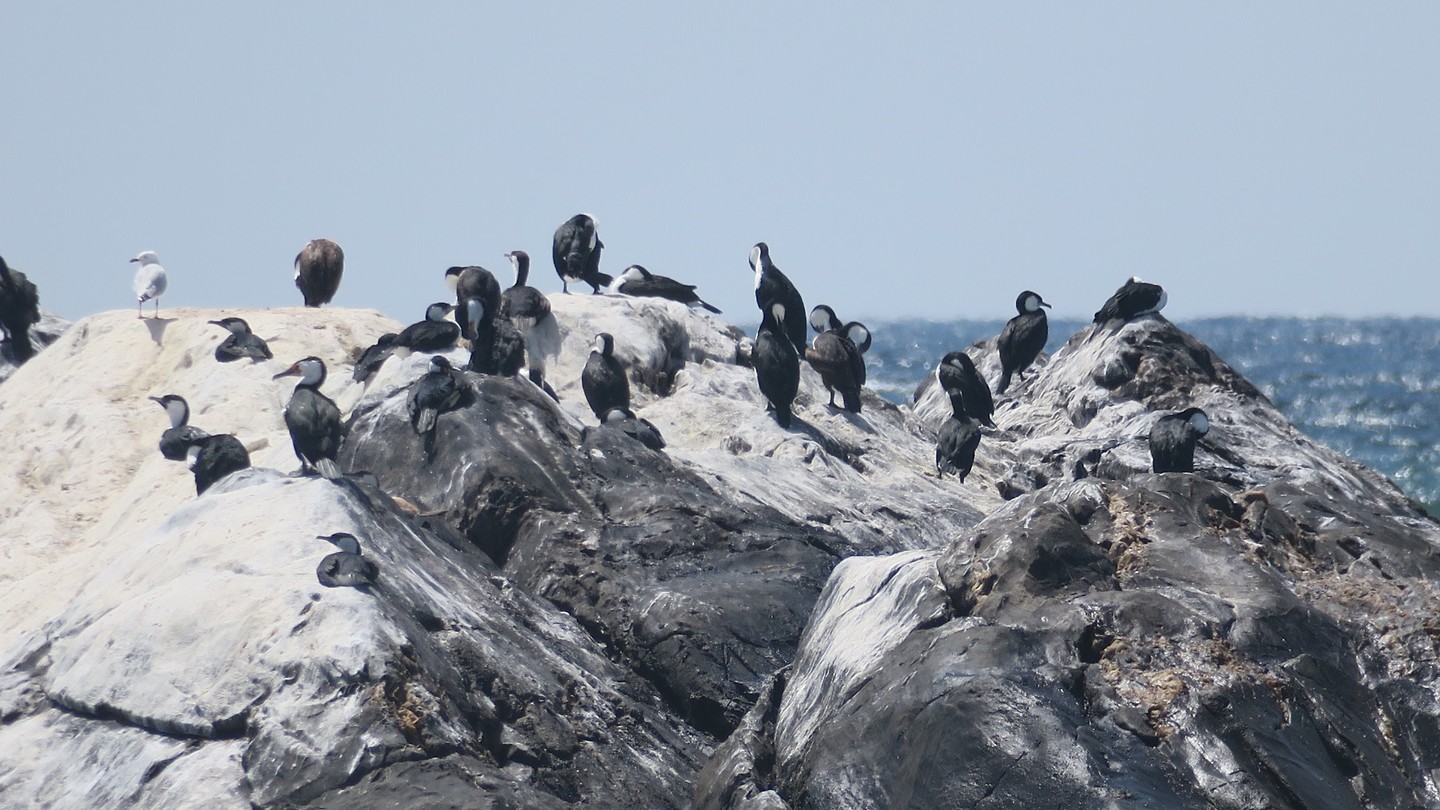 cormorants or shag birds