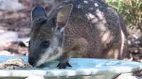 wallabee at bird bath