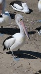 pelikaan