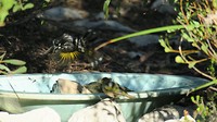 bird bath