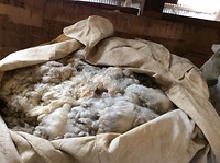merino wol