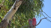 rosella's