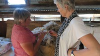 with owner Prin in woolshed