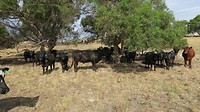 Angus cattle