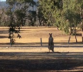 kangaroo