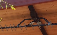 nest willy wagtail