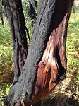 after the fire