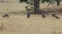 kangaroos at Meringa Springs