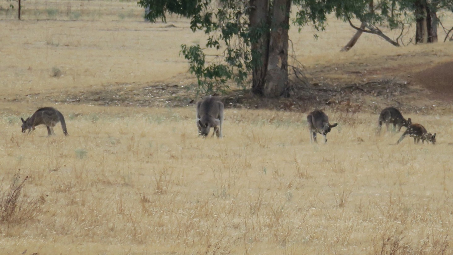 kangaroos at Meringa Springs