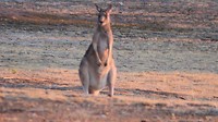 kangaroo at Meringa Springs