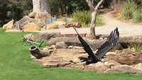 eagle