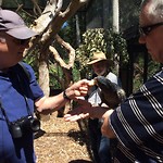 tame black parrot
