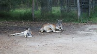 red kangaroos