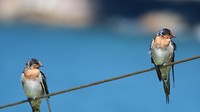 birds on a wire
