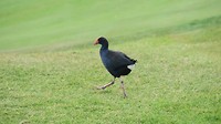 bird on golfcourse