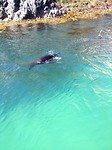 seal
