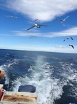 birds catching scraps