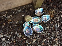 paua schelpen