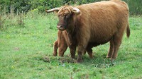 Highland koe met kalfje Henk
