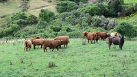 Ron's Highland cattle