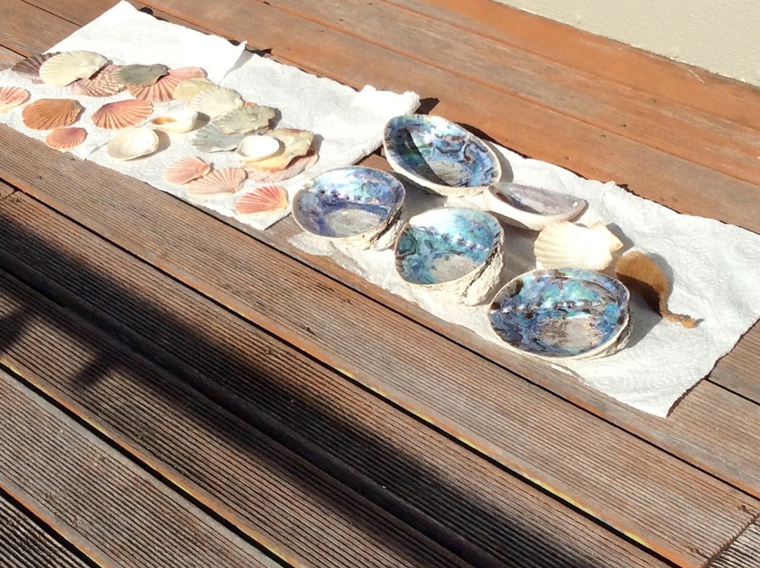 shell collection