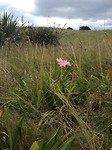 wild flower