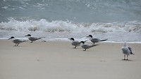 birds