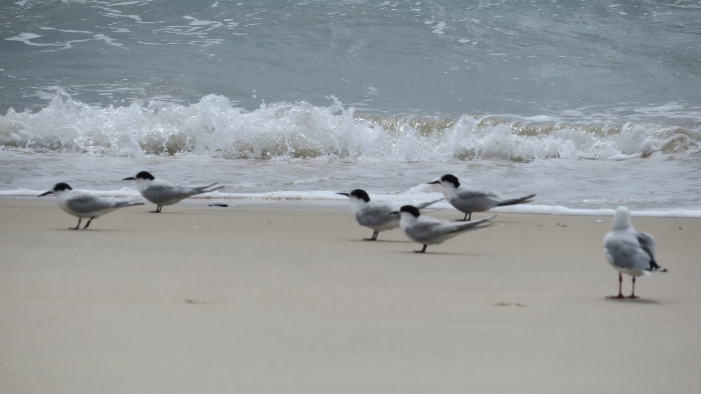 birds